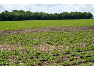 Property photo 102 - LAND AUCTION - 700+/- ACRES OFFERED IN 16 TRACTS IN ALLEN COUNTY, INDIANA